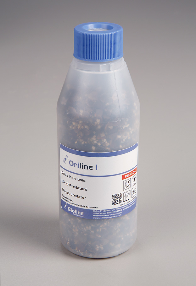 Oriline I - 500 nymphs/adults per bottle - Biological Control